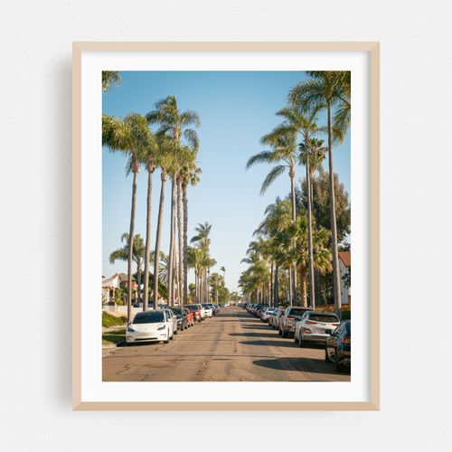 Palm Trees in Kensington, San Diego