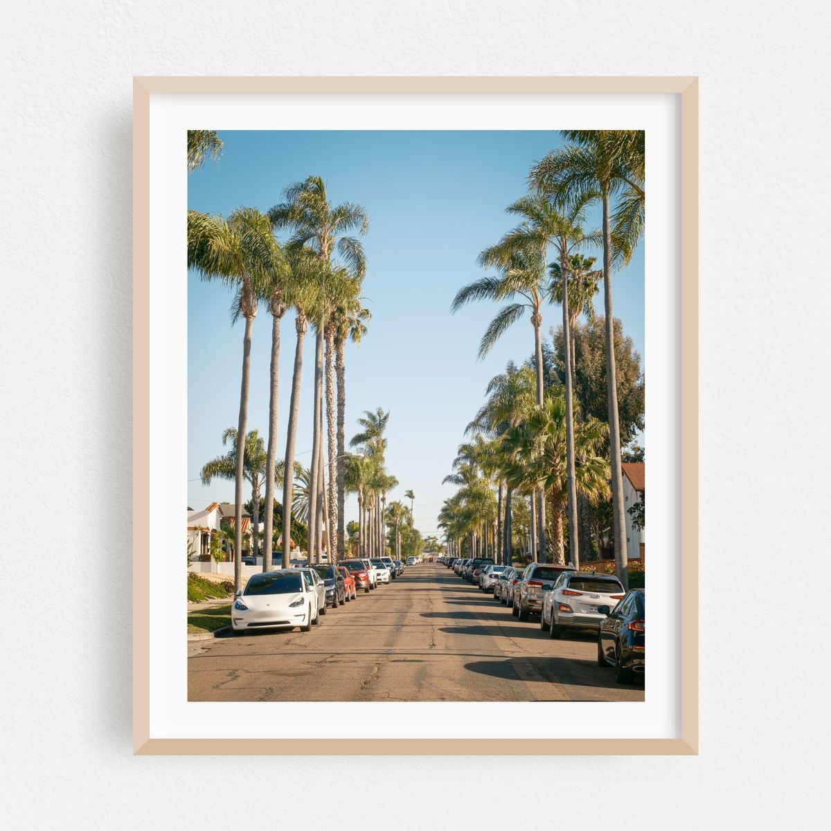 Palm Trees in Kensington, San Diego – image 1 of 12