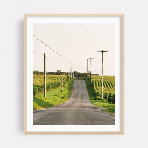 Corn Fields, York County 01