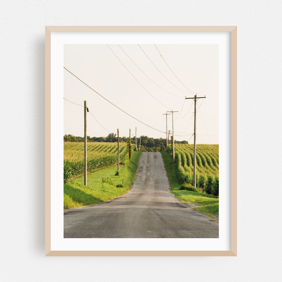 Corn Fields, York County 01 – image 1 of 12