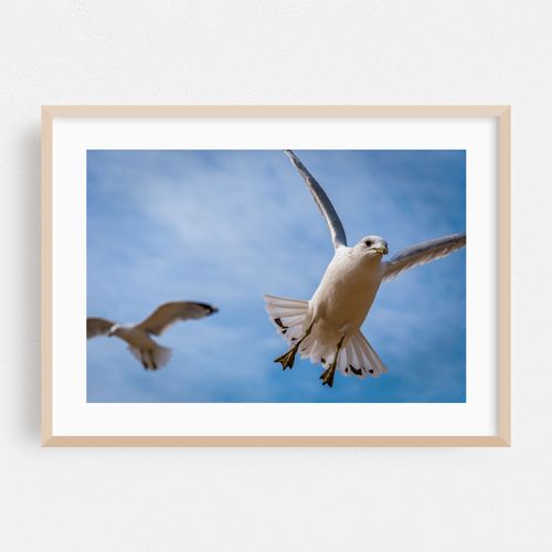 Seagulls over The Chesapeake