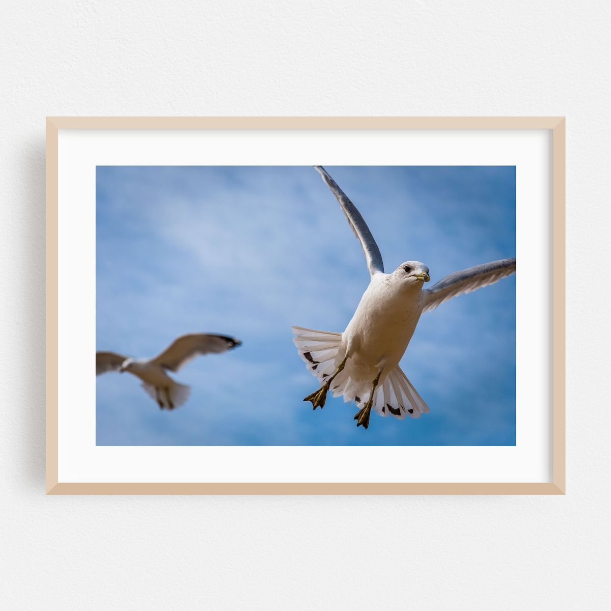 Seagulls over The Chesapeake – image 1 of 6