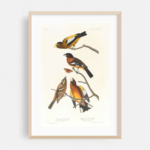 Evening grosbeak. Spotted grosbeak (1827–1838)
