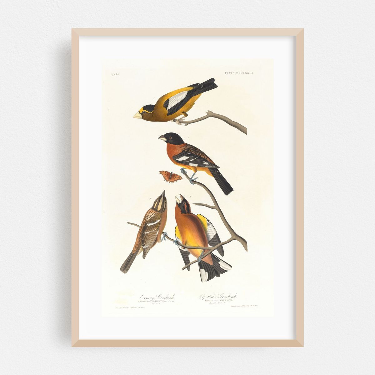 Evening grosbeak. Spotted grosbeak (1827–1838) – image 1 of 16