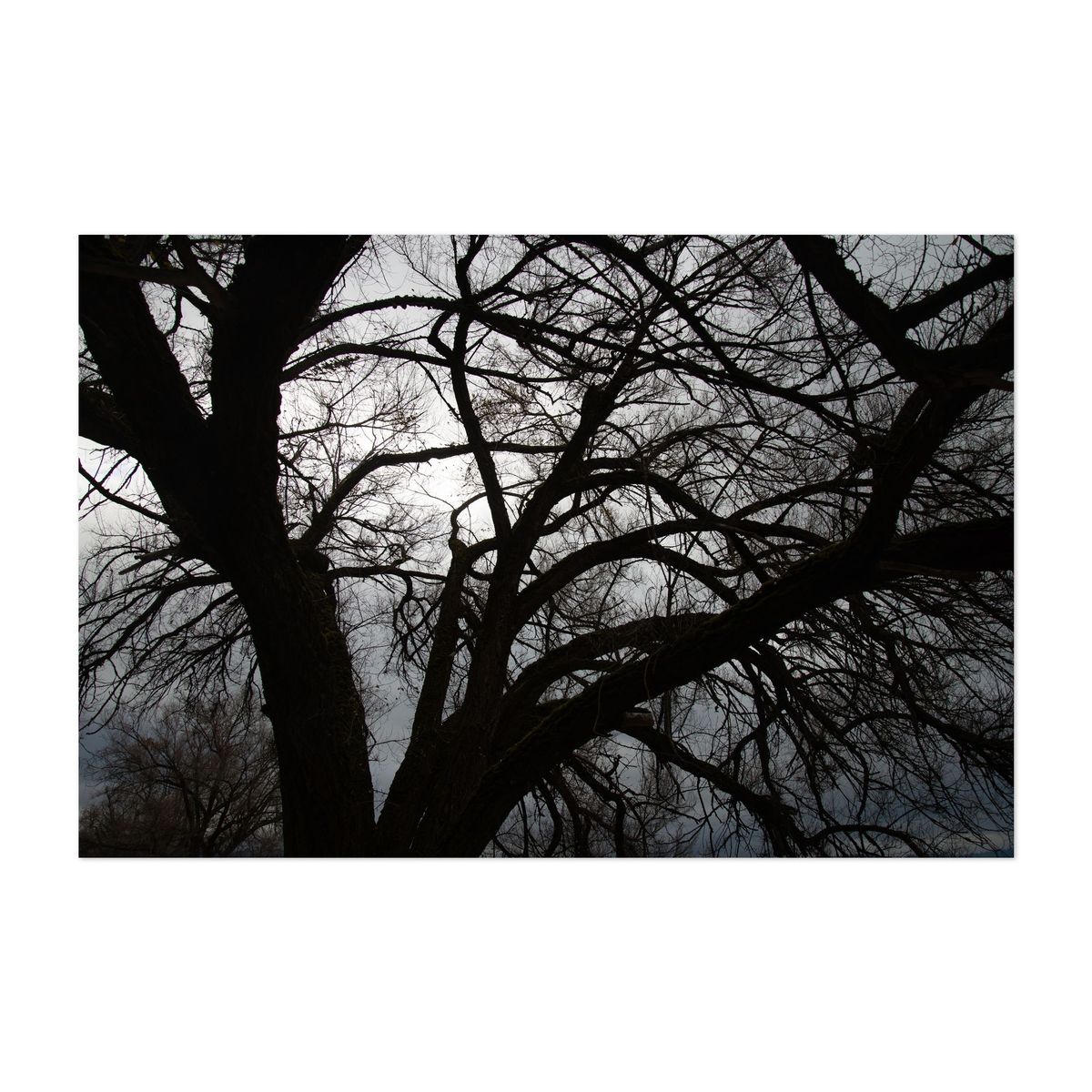 Silhouetted Branches – image 1 of 2