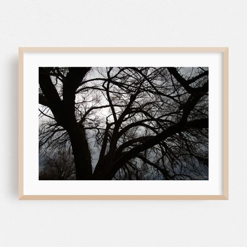 Silhouetted Branches