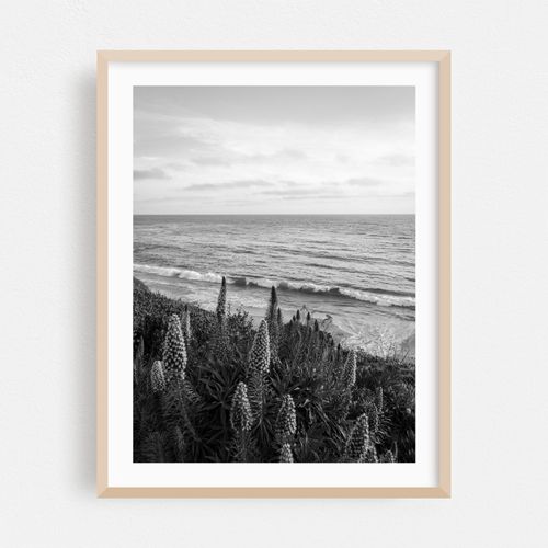 Flowers at Heisler Park, Laguna Beach B&W