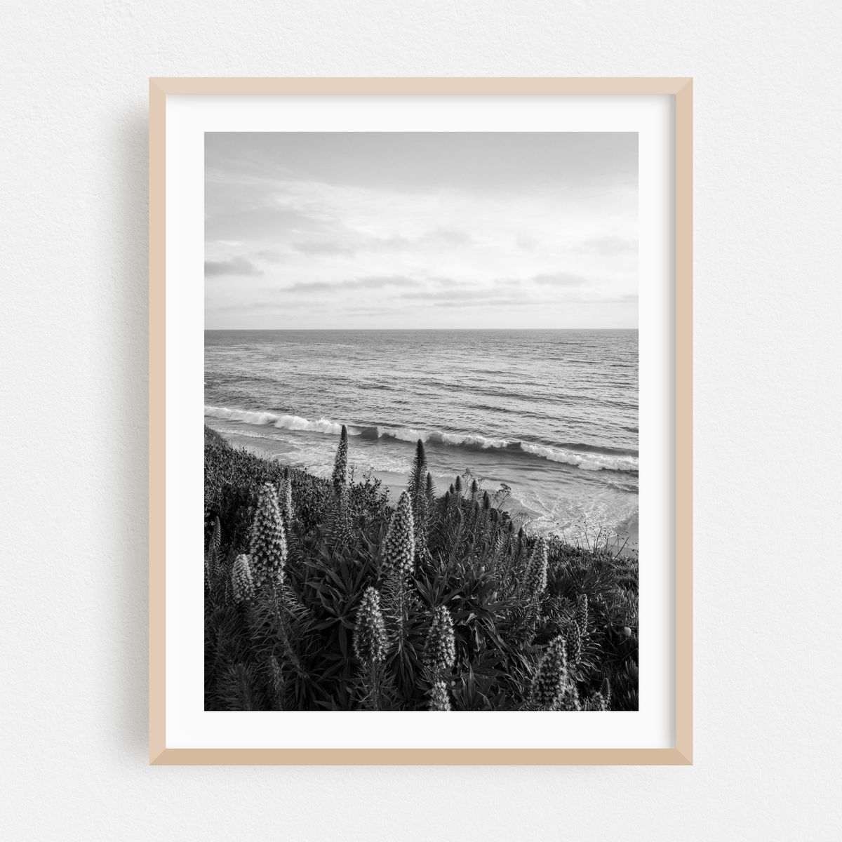 Flowers at Heisler Park, Laguna Beach B&W – image 1 of 3
