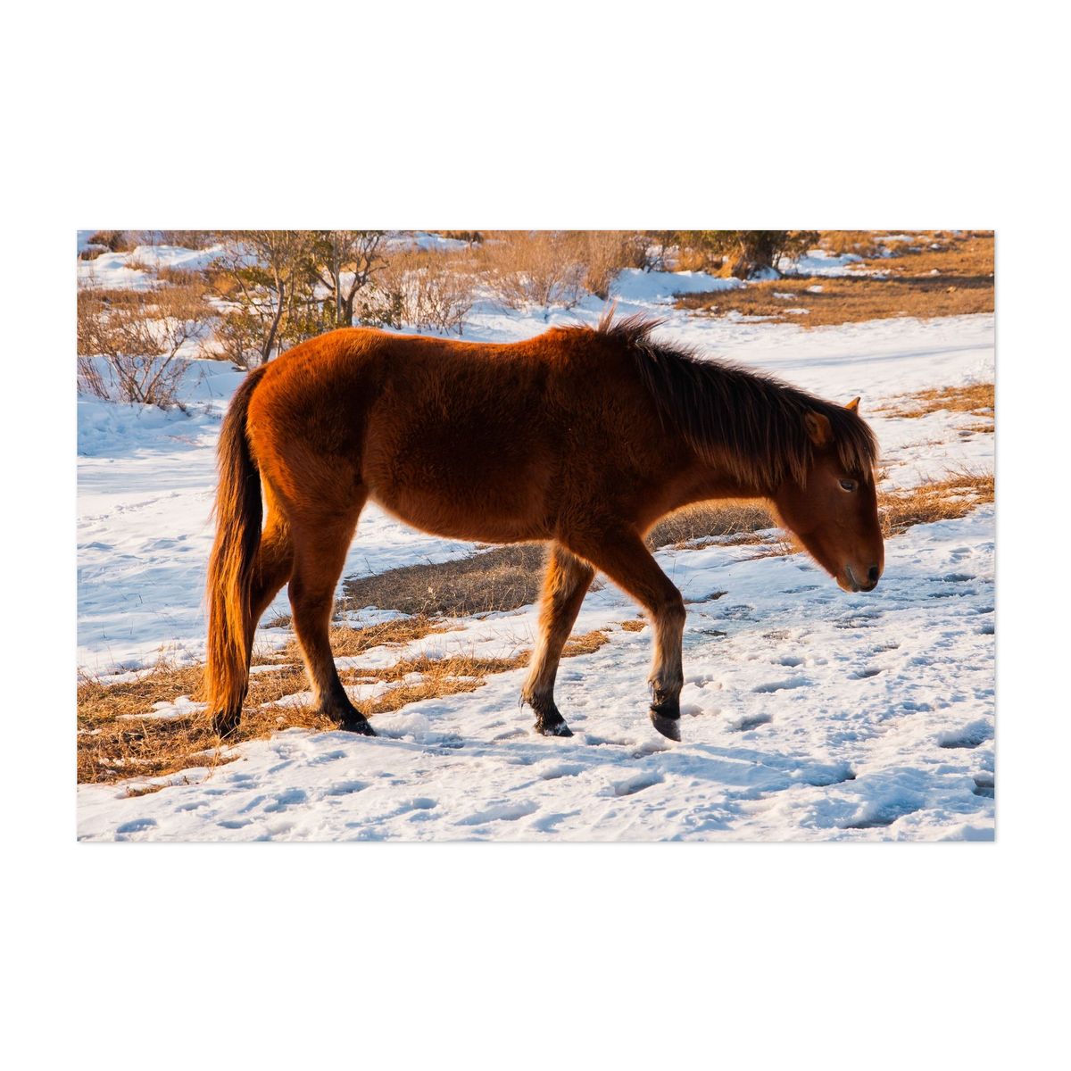 Assateague Horse – image 1 of 2
