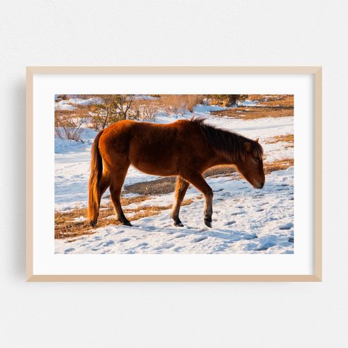 Assateague Horse