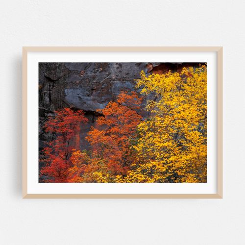Zion Autumn
