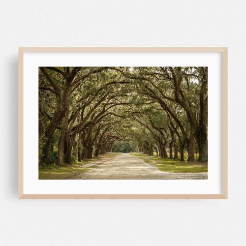 Wormsloe Oaks, Savannah