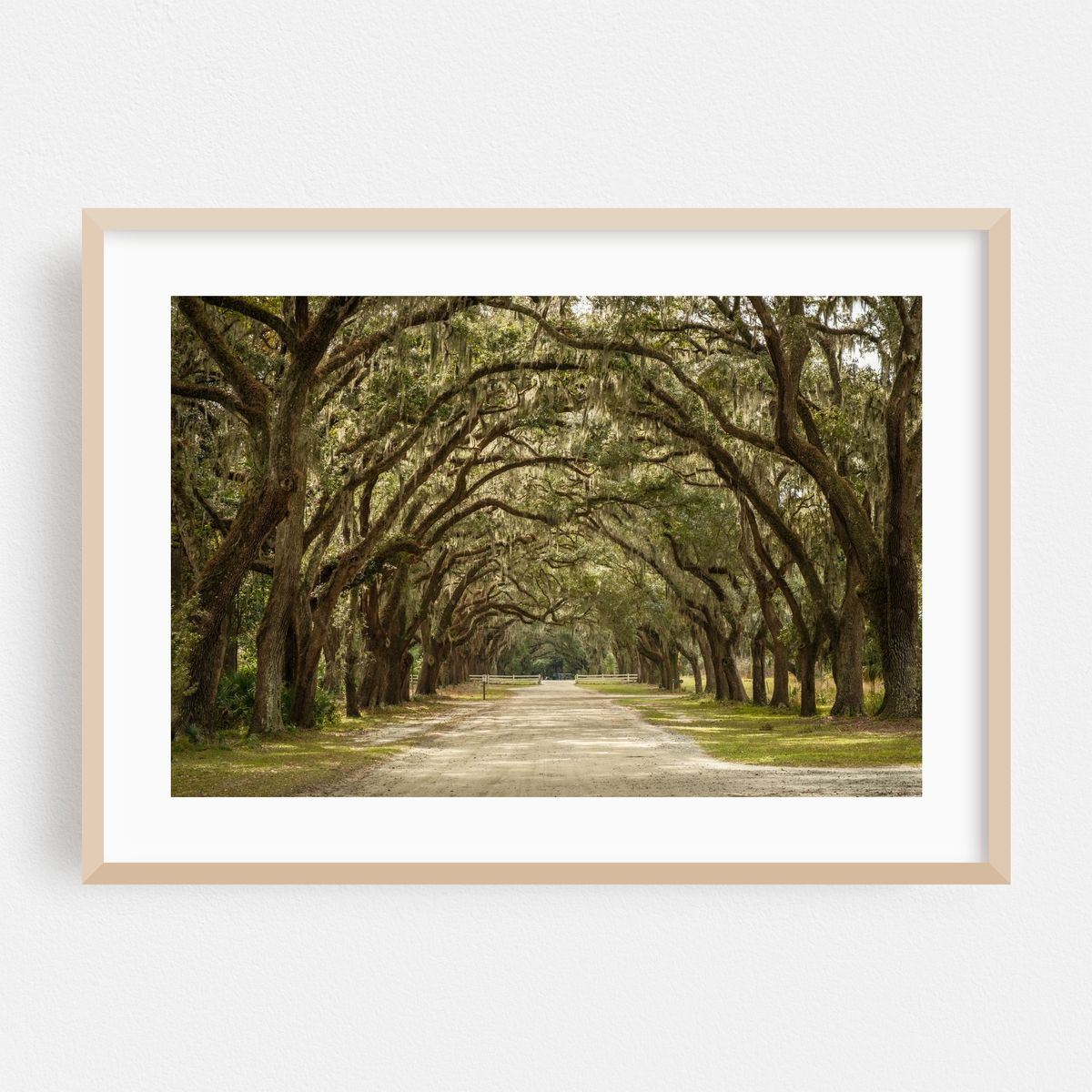Wormsloe Oaks, Savannah – image 1 of 6