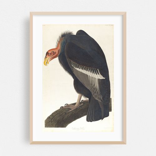 Californian vulture (1827–1838)