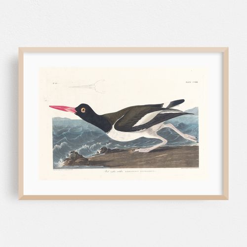 Pied oyster-catcher (1827–1838)