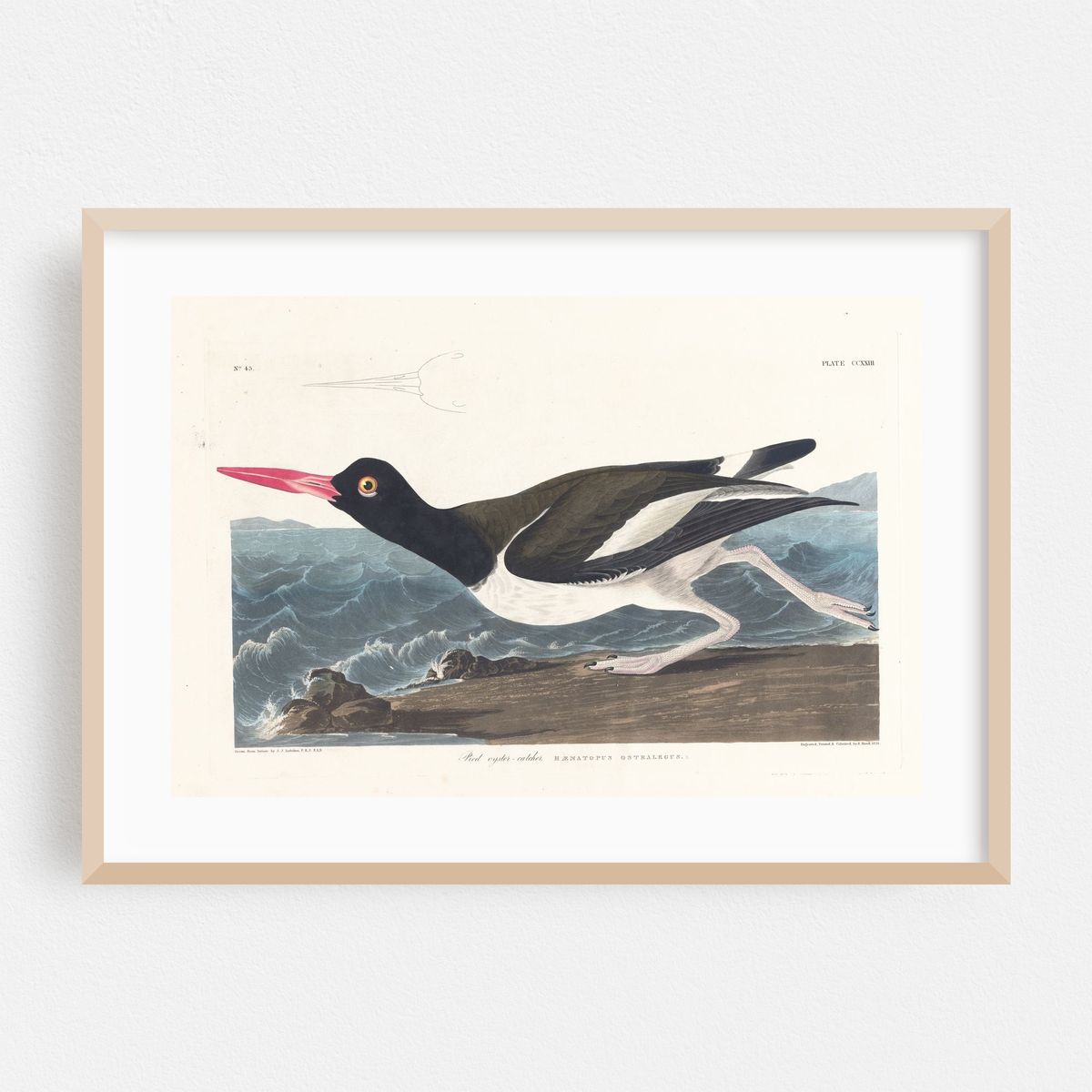 Pied oyster-catcher (1827–1838) – image 1 of 6