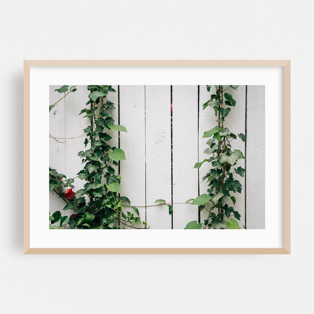 Ivy 02 – image 1 of 6