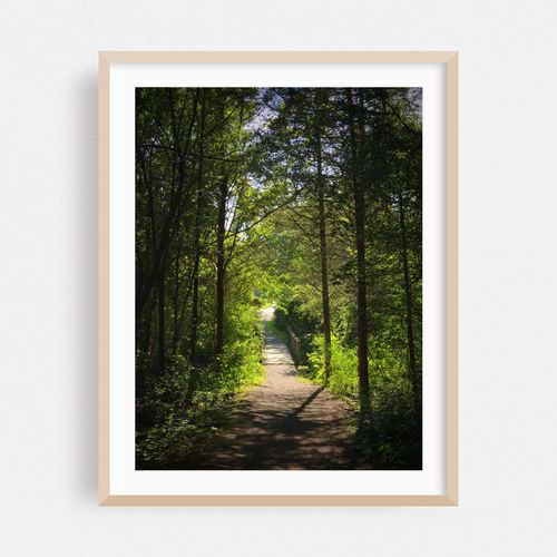 Bridge in the Forest