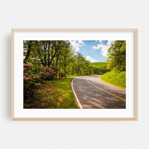 Mountain Laurel, Skyline Drive