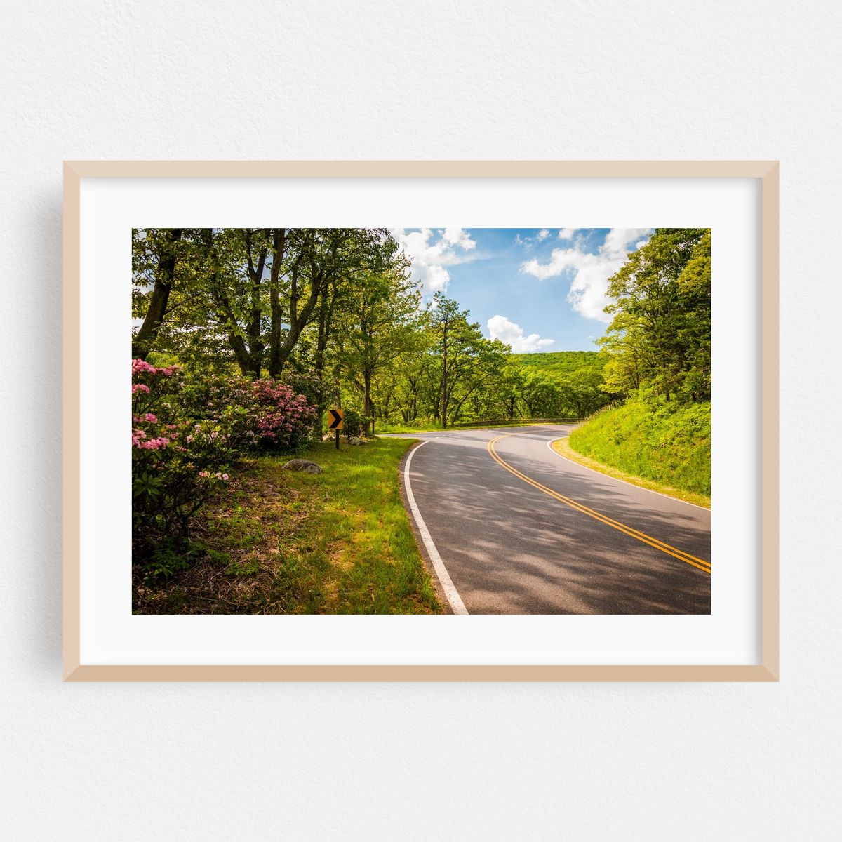 Mountain Laurel, Skyline Drive – image 1 of 6