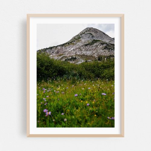 Wyoming Wildflower Field
