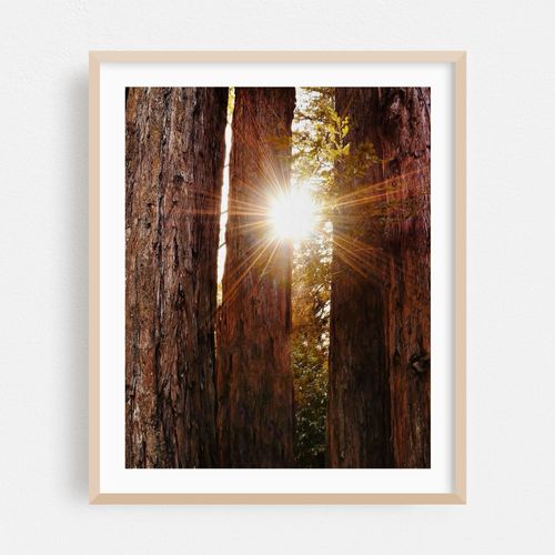 California Redwoods