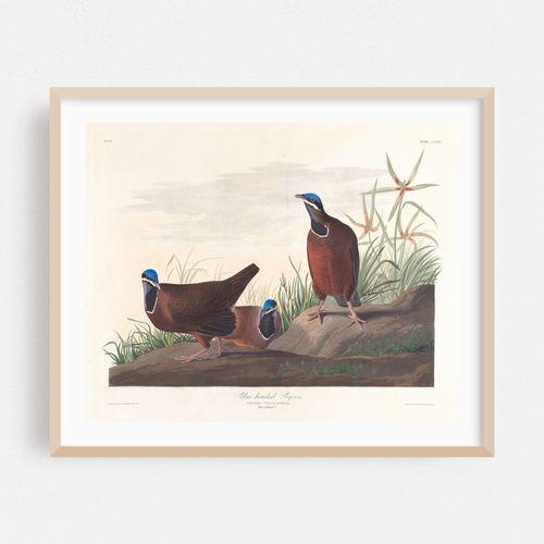 Blue-headed pigeon (1827–1838)