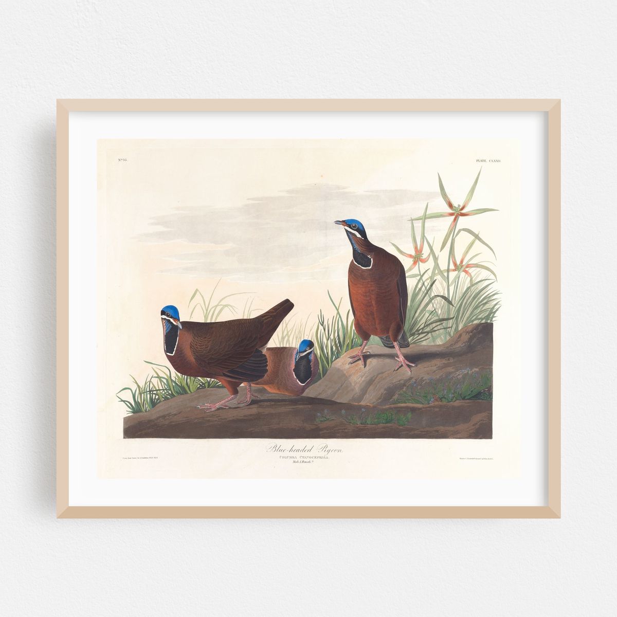 Blue-headed pigeon (1827–1838) – image 1 of 5