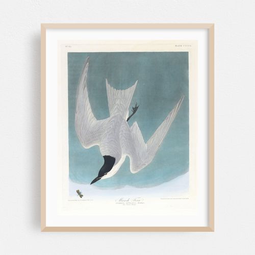 Marsh tern (1827–1838)
