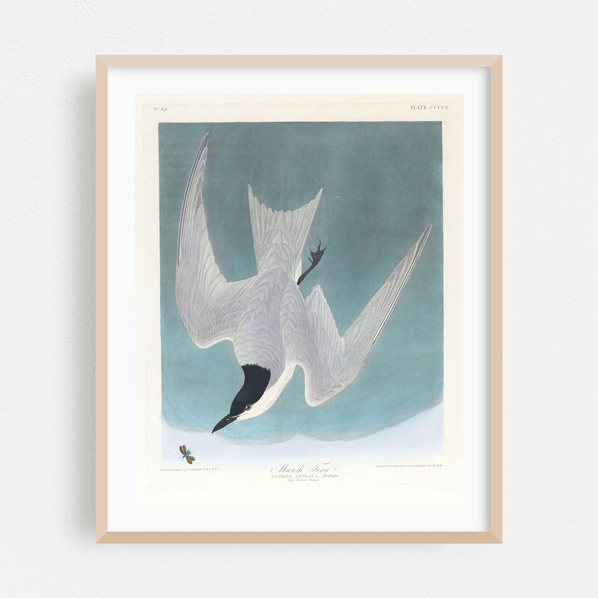 Marsh tern (1827–1838) – image 1 of 12