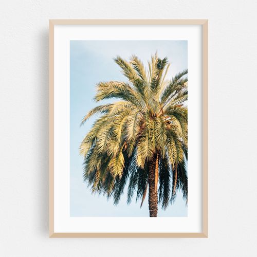 Barcelona Palms 01