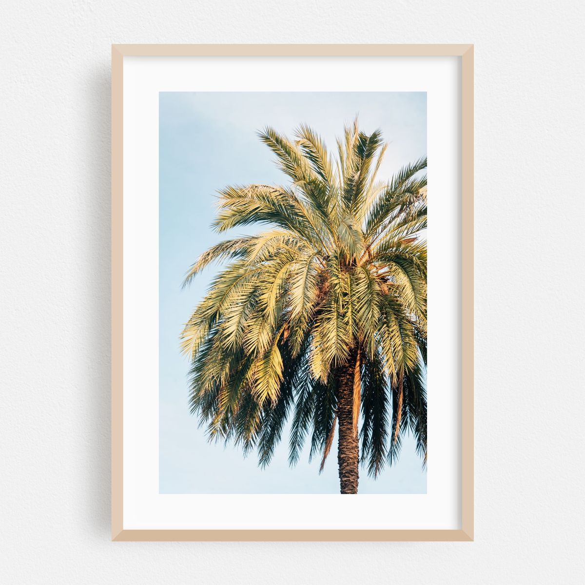 Barcelona Palms 01 – image 1 of 16
