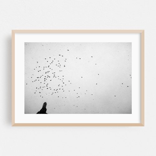 Pigeons over Washington Square Park 04