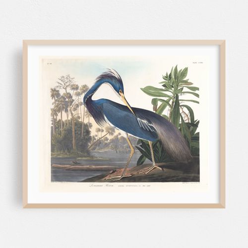 Louisiana heron (1827–1838)