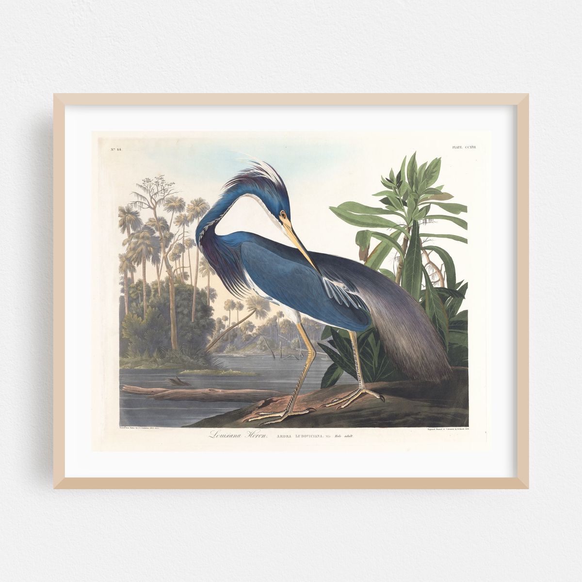 Louisiana heron (1827–1838) – image 1 of 5