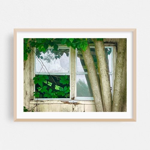 Nature's Window