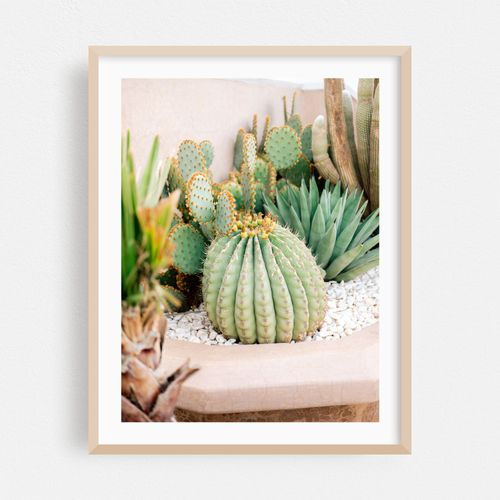 Cactus Garden