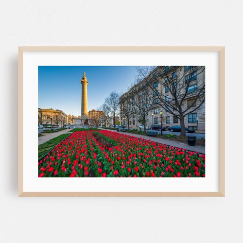 Tulips 02