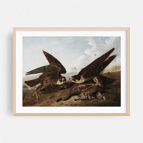 Peregrine Falcons (Duck Hawks) (c. 1827)