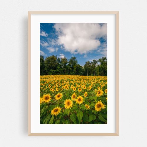 Sunflowers 02