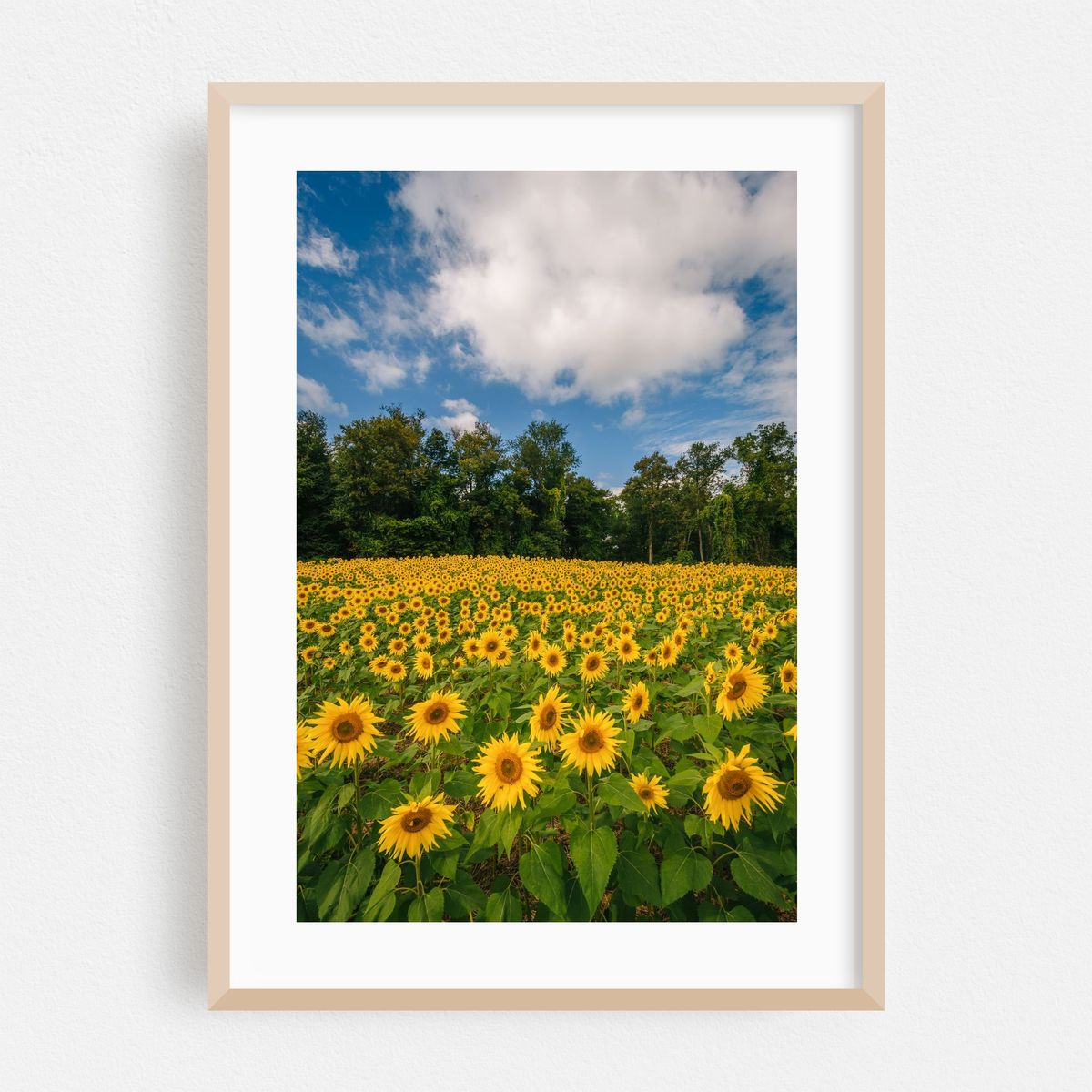 Sunflowers 02 – image 1 of 16