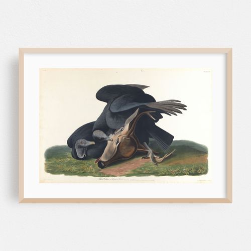 Black vulture or common crow (1827–1838)