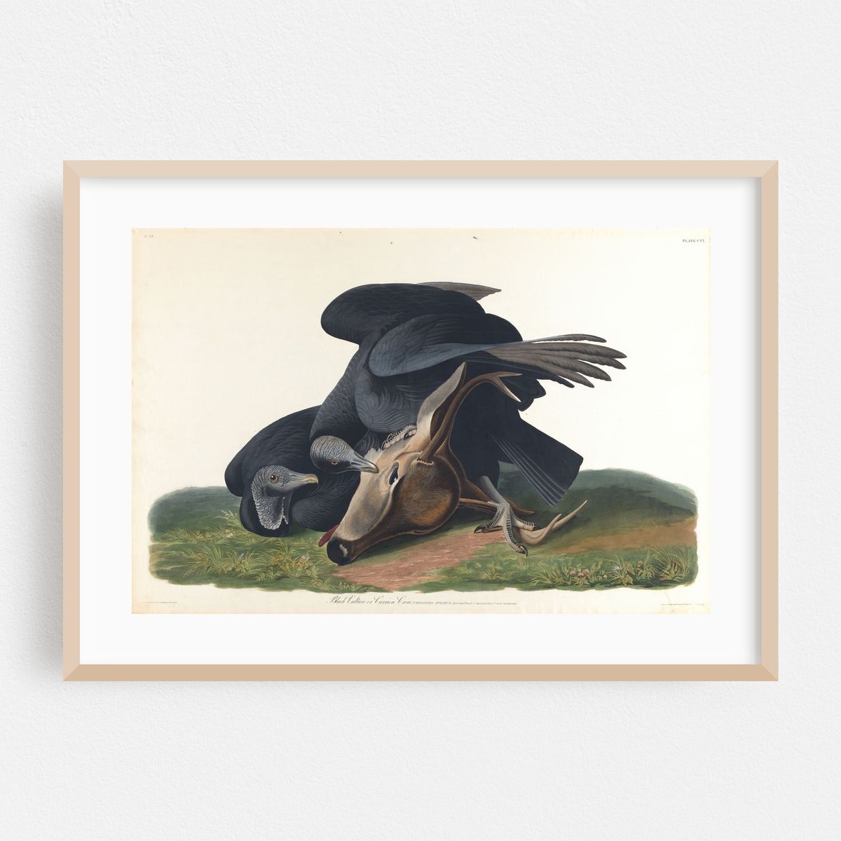 Black vulture or common crow (1827–1838) – image 1 of 6