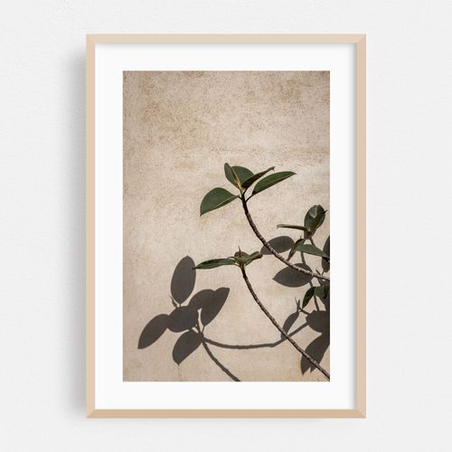 Shadow of a plant