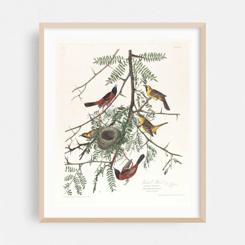 Orchard oriole (1827–1838)
