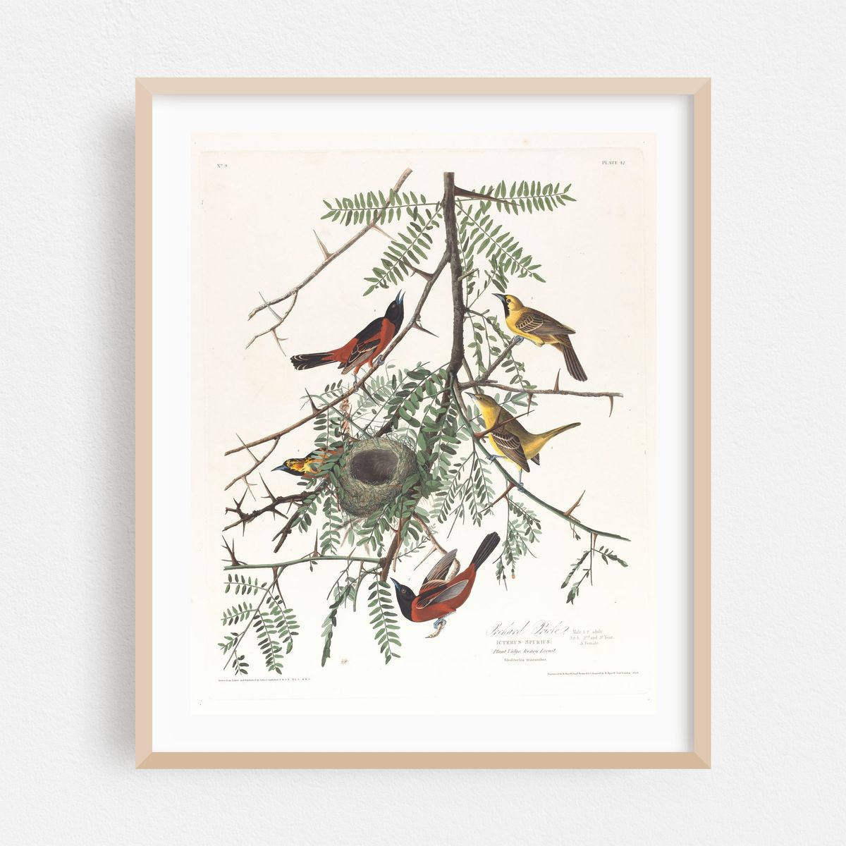 Orchard oriole (1827–1838) – image 1 of 12