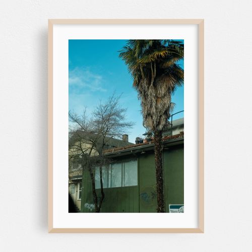 Out of Place Palm