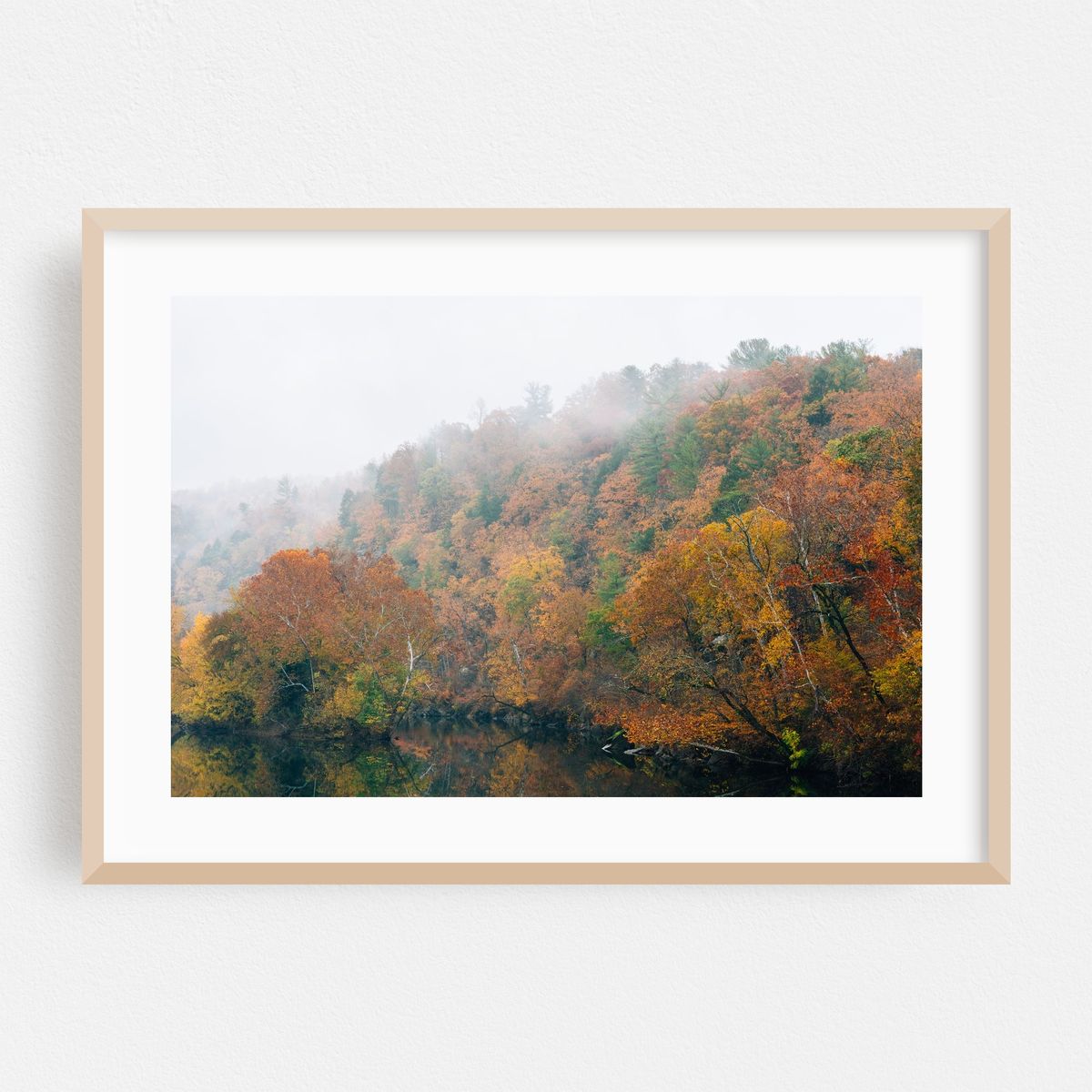 Fog Foliage – image 1 of 6