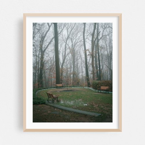 Foggy Woods, Bel Air 02