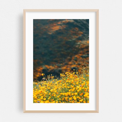 Superbloom Poppies 01